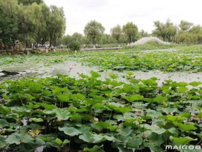 昆明哈尔滨太阳岛旅游景点推荐，你去过几个？